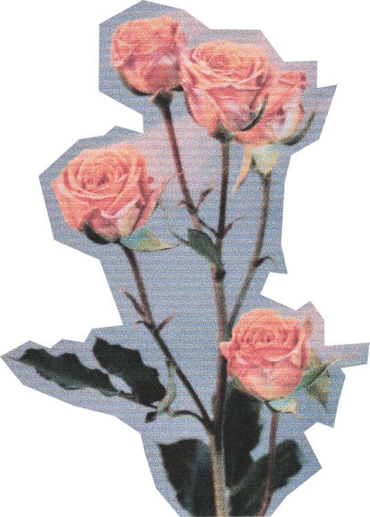 Scanned Cutout Roses