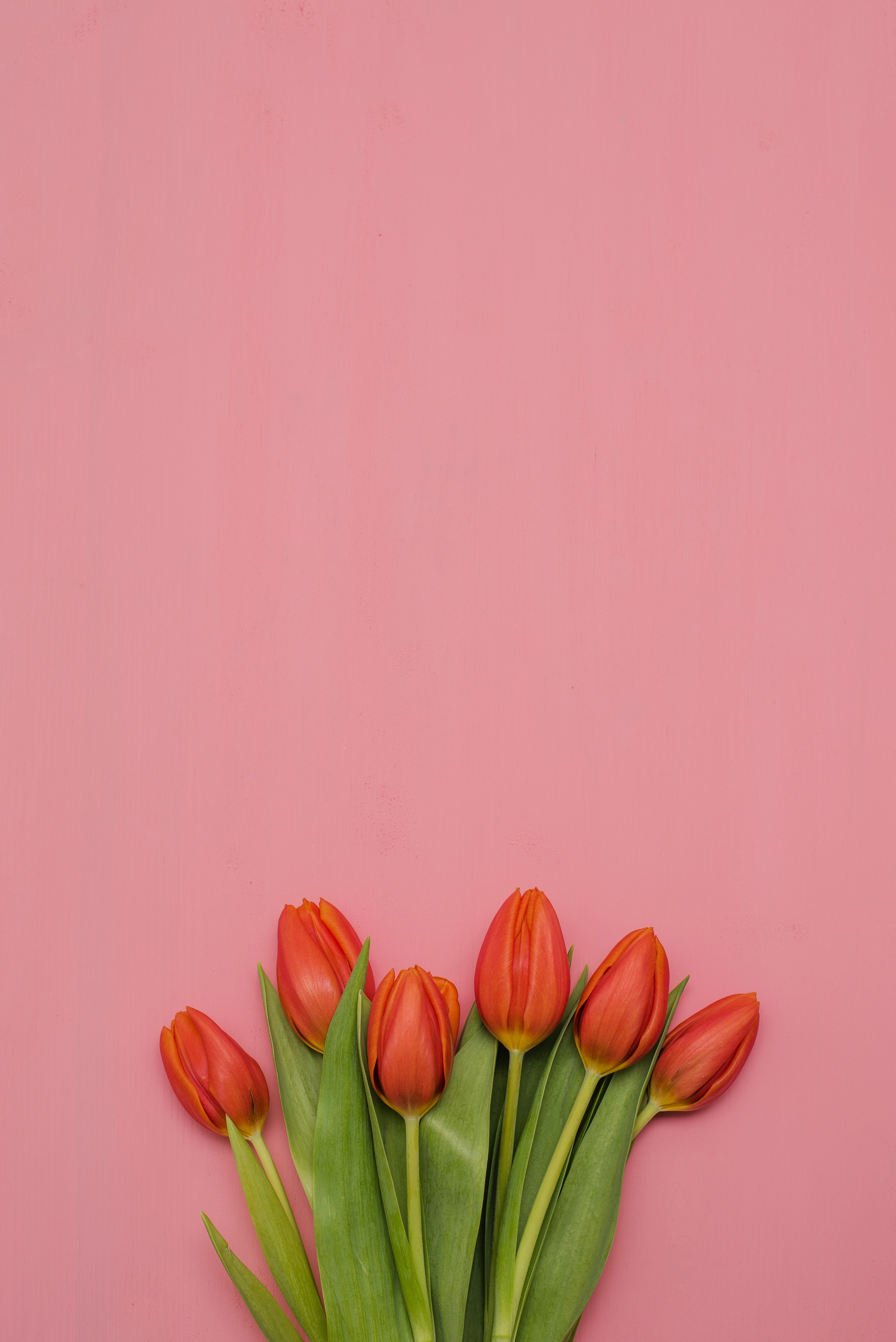 Red Tulip Flowers